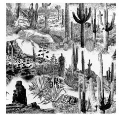 Wallpapers4Beginners Carta da Parati con Cactus in Bianco e Nero