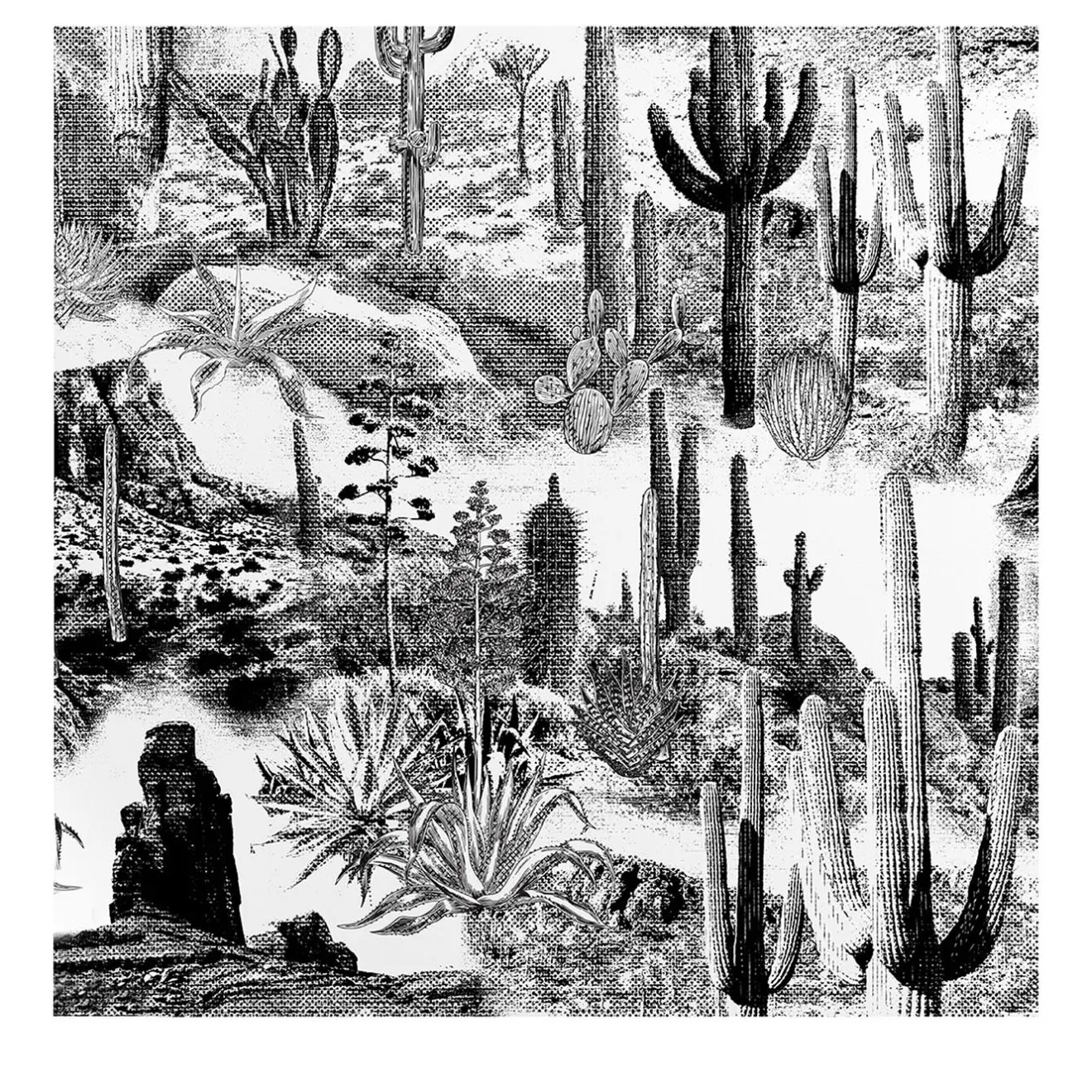 Wallpapers4Beginners Carta da Parati con Cactus in Bianco e Nero