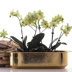 Zanetto Davanzale Window Box