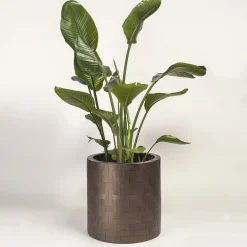 Splot Design Hedera Brown Medici Cachepot