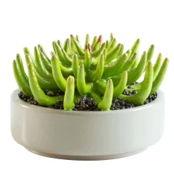 Arcucci Handmade Pianta in ceramica Piovra d.29