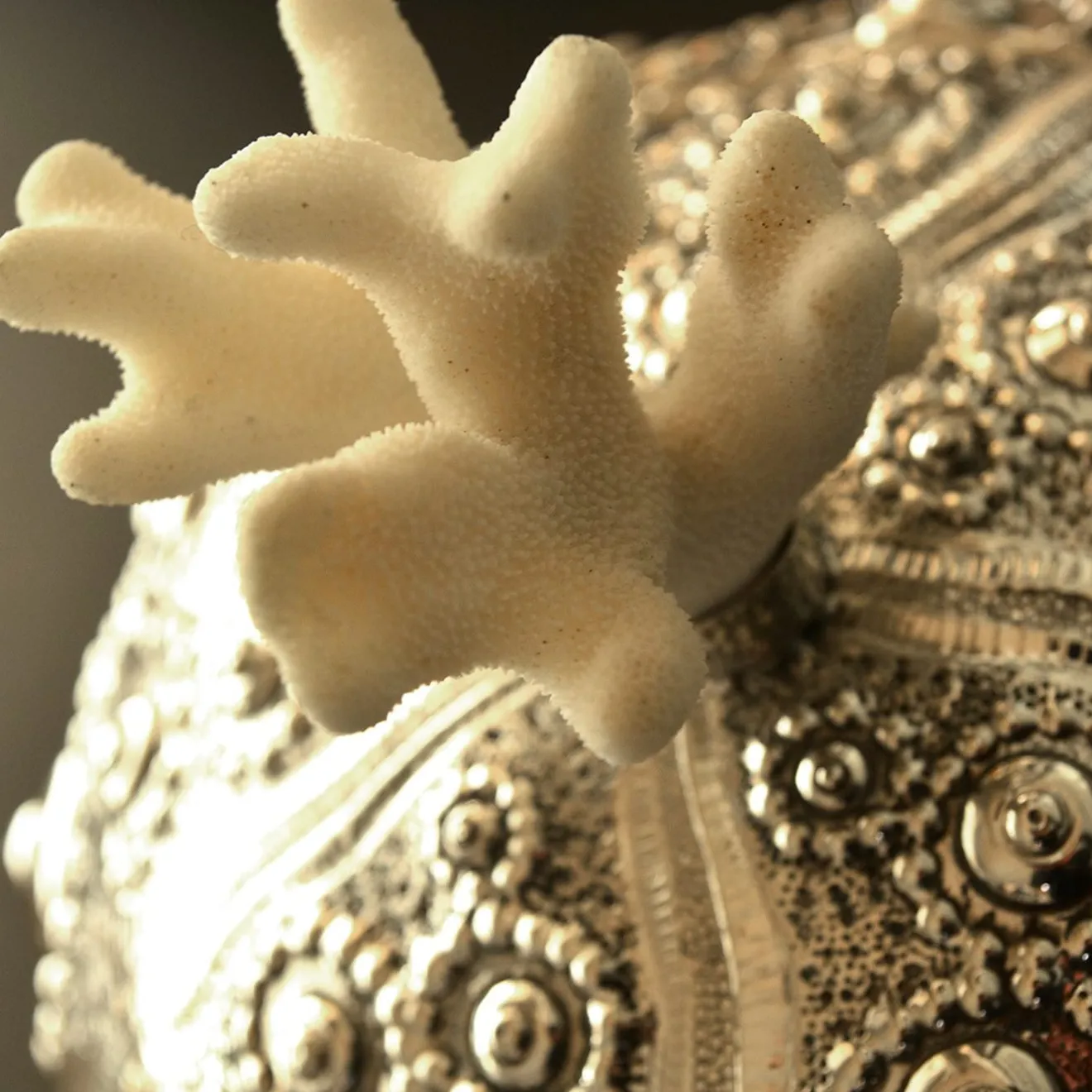 Petri Firenze Scatola d'argento con riccio di mare e coperchio di corallo