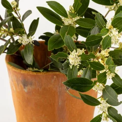 Agnes Duerrschnabel Atelier Vaso a calice arancione