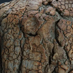 Terry Davies Vaso Decorativo Tuscany Seed Pod