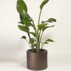 Splot Design Vitis Brown Medici Cachepot