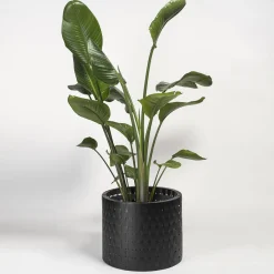 Splot Design Vitis Nero Abatellis Cachepot