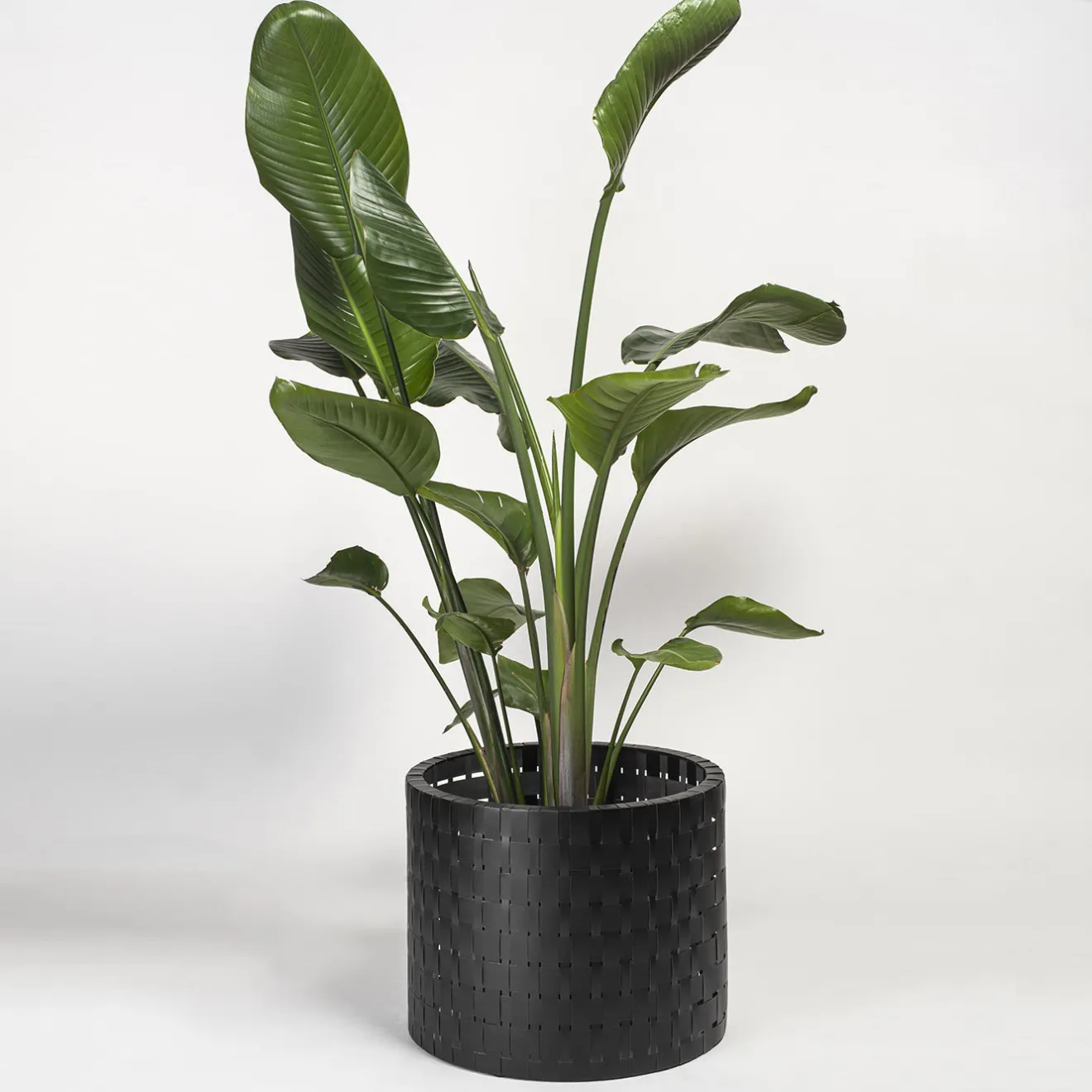 Splot Design Vitis Nero Abatellis Cachepot